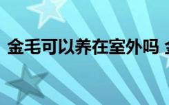 金毛可以养在室外吗 金毛适不适合养在室外