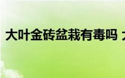 大叶金砖盆栽有毒吗 大叶金砖盆栽有没有毒