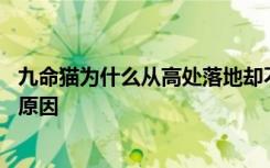 九命猫为什么从高处落地却不死 九命猫从高处落地却不死的原因