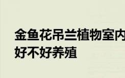 金鱼花吊兰植物室内好养吗 金鱼花吊兰室内好不好养殖