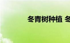 冬青树种植 冬青树养殖方案