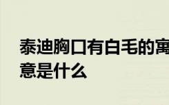 泰迪胸口有白毛的寓意 泰迪胸口有白毛的寓意是什么