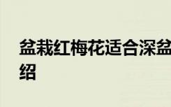 盆栽红梅花适合深盆还是浅盆养 盆栽梅花介绍