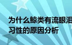 为什么鲸类有流眼泪的习性 鲸类有流眼泪的习性的原因分析