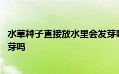 水草种子直接放水里会发芽吗 关于水草种子直接放会里会发芽吗