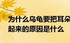 为什么乌龟要把耳朵藏起来 乌龟要把耳朵藏起来的原因是什么