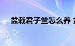 盆栽君子兰怎么养 盆栽君子兰养护教程