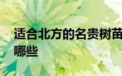 适合北方的名贵树苗 适合北方的名贵树苗有哪些