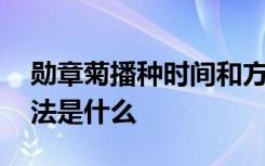 勋章菊播种时间和方法 勋章菊播种时间和方法是什么