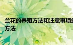 兰花的养殖方法和注意事项盆栽 兰花养殖的土壤选择和浇水方法