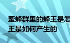 蜜蜂群里的蜂王是怎样产生的 蜜蜂群里的蜂王是如何产生的