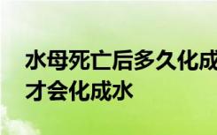 水母死亡后多久化成水 水母死亡后多长时间才会化成水