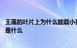 王莲的叶片上为什么能载小孩 王莲的叶片上能载小孩的原因是什么