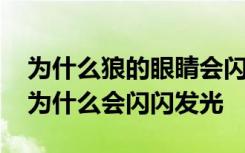 为什么狼的眼睛会闪闪发光 狼的眼睛在晚上为什么会闪闪发光