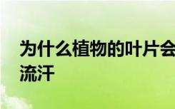 为什么植物的叶片会流汗 植物的叶片为啥会流汗