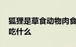 狐狸是草食动物肉食动物还是杂食动物 狐狸吃什么