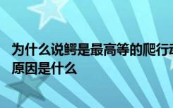 为什么说鳄是最高等的爬行动物 说鳄是最高等的爬行动物的原因是什么