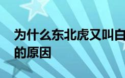 为什么东北虎又叫白额虎 东北虎又叫白额虎的原因