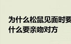 为什么松鼠见面时要亲吻对方 松鼠见面时为什么要亲吻对方