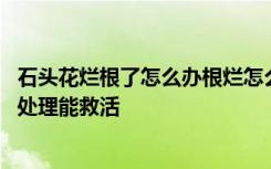 石头花烂根了怎么办根烂怎么处理能救活 石头花烂根了怎么处理能救活