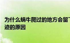 为什么蜗牛爬过的地方会留下痕迹 蜗牛爬过的地方会留下痕迹的原因