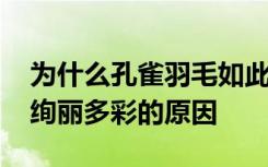 为什么孔雀羽毛如此绚丽多彩 孔雀羽毛如此绚丽多彩的原因