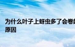 为什么叶子上蚜虫多了会卷起来 叶子上蚜虫多了会卷起来的原因