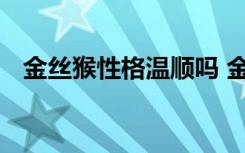 金丝猴性格温顺吗 金丝猴性格是不是温顺