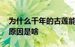 为什么千年的古莲能发芽 千年的古莲能发芽原因是啥