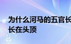 为什么河马的五官长在头顶 为啥河马的五官长在头顶