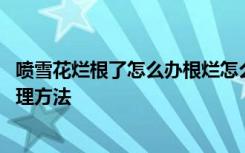 喷雪花烂根了怎么办根烂怎么处理能救活 喷雪花烂根了的处理方法