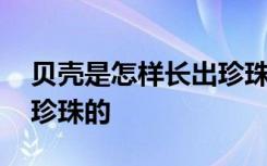 贝壳是怎样长出珍珠的 贝壳是如何怎样长出珍珠的