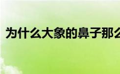 为什么大象的鼻子那么长 大象鼻子长的原因