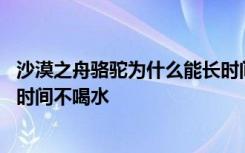 沙漠之舟骆驼为什么能长时间不喝水 沙漠之舟骆驼为何能长时间不喝水