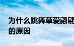 为什么跳舞草爱翩翩起舞 跳舞草爱翩翩起舞的原因