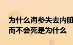 为什么海参失去内脏而不会死 海参失去内脏而不会死是为什么