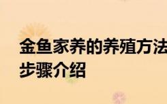 金鱼家养的养殖方法和注意事项 养殖金鱼的步骤介绍