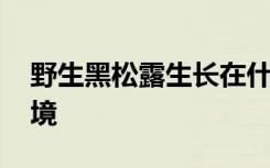 野生黑松露生长在什么地方 黑松露的生长环境