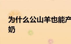 为什么公山羊也能产奶 公山羊为什么也能产奶