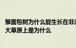 猴面包树为什么能生长在非洲大草原上 猴面包树生长在非洲大草原上是为什么