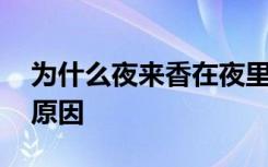 为什么夜来香在夜里才香 夜来香在夜里香的原因