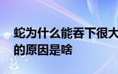 蛇为什么能吞下很大的动物 蛇能吞下大动物的原因是啥