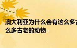 澳大利亚为什么会有这么多古老的动物 澳大利亚为何会有这么多古老的动物