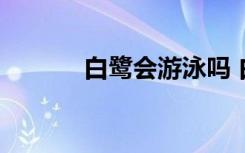 白鹭会游泳吗 白鹭会不会游泳