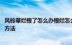 风铃草烂根了怎么办根烂怎么处理能救活 风铃草烂根的处理方法