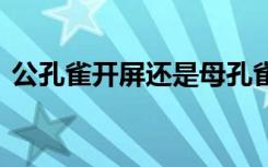 公孔雀开屏还是母孔雀开屏 什么孔雀会开屏