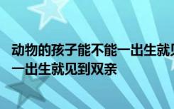 动物的孩子能不能一出生就见到双亲 为什么动物的孩子不能一出生就见到双亲