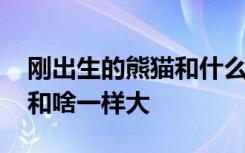 刚出生的熊猫和什么一般大小 刚出生的熊猫和啥一样大