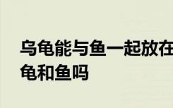 乌龟能与鱼一起放在鱼缸里吗 可以一起养乌龟和鱼吗