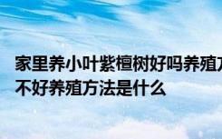 家里养小叶紫檀树好吗养殖方法有哪些 家里养小叶紫檀树好不好养殖方法是什么